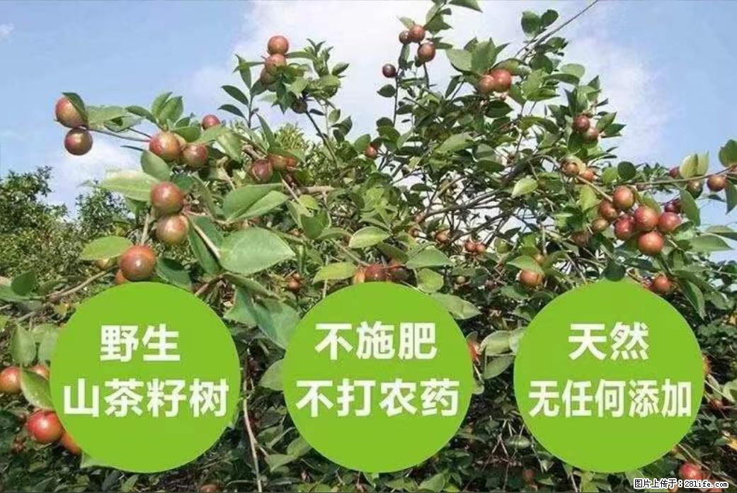 【灌阳县油茶产业示范区】一个有着充实的精神生活的人，对待身外之物自会有一种淡泊的态度 - 土特产 - 饮食特产 - 福州分类信息 - 福州28生活网 fz.28life.com