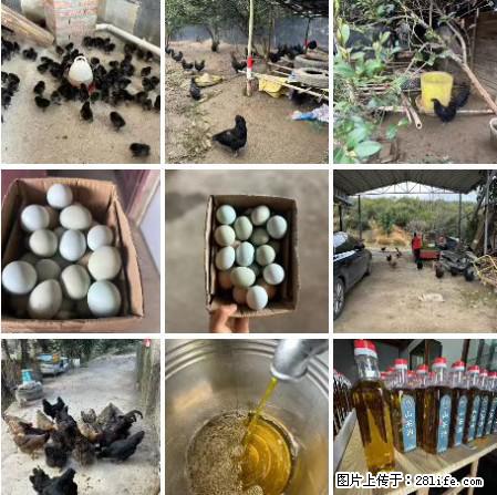 油茶园从小鸡仔开始养起的纯土鸡、土鸡蛋可以预定啦！还有前几天刚榨的纯山茶油哦 - 美食天地 - 福州生活社区 - 福州28生活网 fz.28life.com