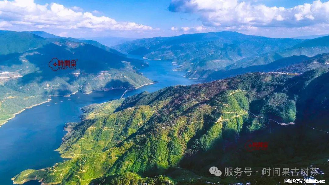 时间果百年古树龙珠普洱生茶 - 购物交流 - 福州生活社区 - 福州28生活网 fz.28life.com