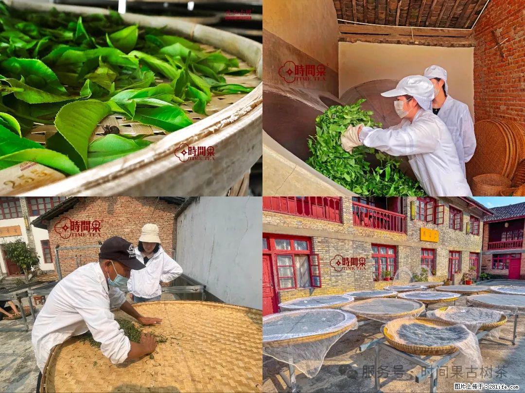 时间果百年古树龙珠普洱生茶 - 购物交流 - 福州生活社区 - 福州28生活网 fz.28life.com