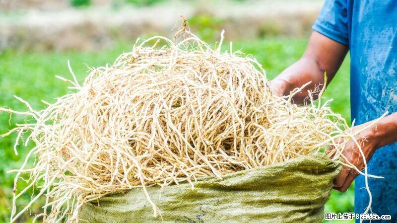 堪称“最难吃”的蔬菜，却是 “抗辐射神器”，还能护肺、清热、止咳化痰！ - 福州生活资讯 - 福州28生活网 fz.28life.com