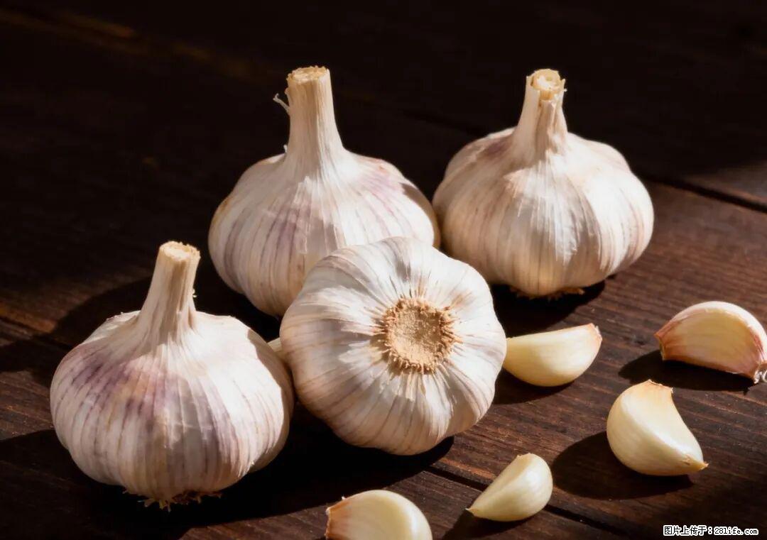 关于大蒜，除了“天然抗生素”，这4个谣言更该警惕! - 福州生活资讯 - 福州28生活网 fz.28life.com