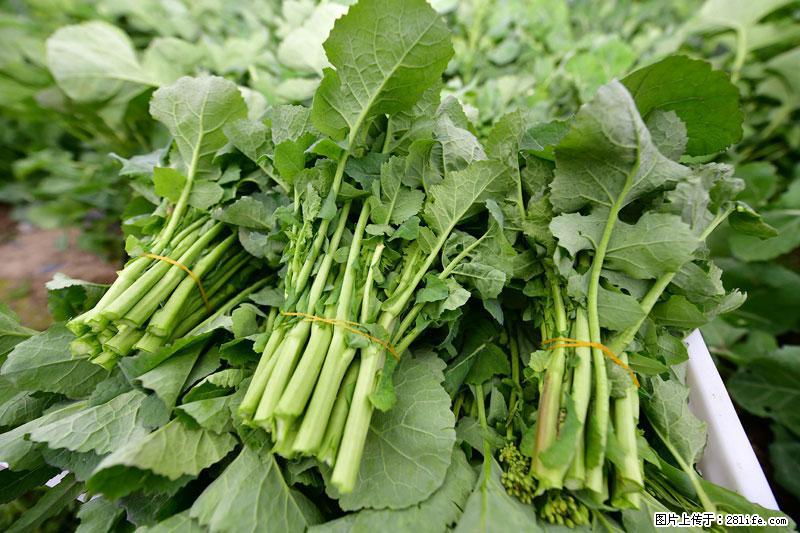 这些蔬菜是“天然钙片”，这6种被医生重点推荐 - 福州生活资讯 - 福州28生活网 fz.28life.com